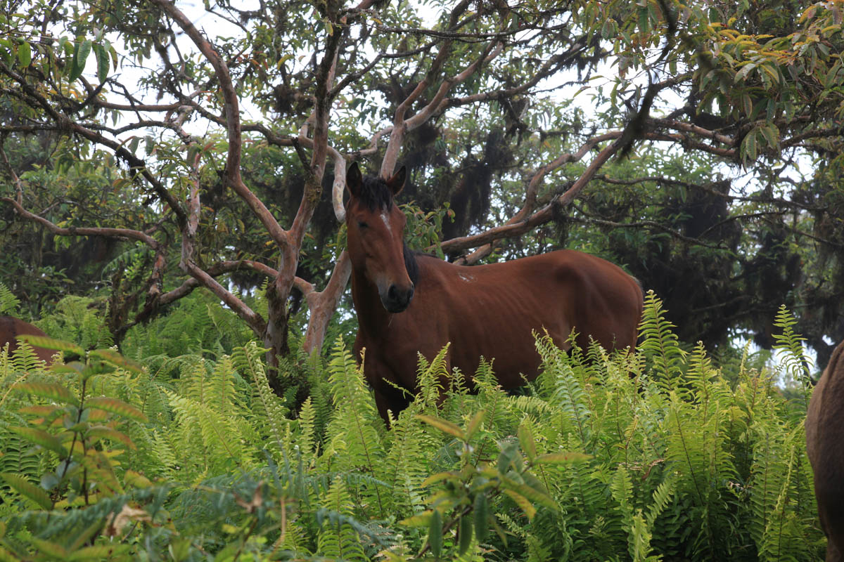 Paard